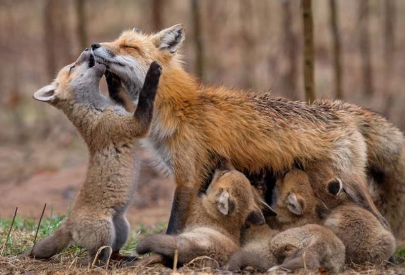 Porodica crvenih lisica_autorka Britani Krosman iz Kanade_ kategorija Priroda (1)